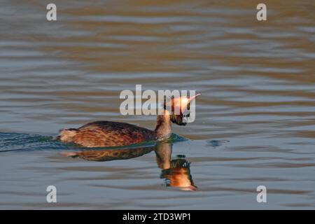 Grande grassa crestata (Podiceps Cristatus) che nuota nel lago, magnifico piumaggio, che gira la testa, riflesso, Chiemsee, alta Baviera, Baviera Foto Stock