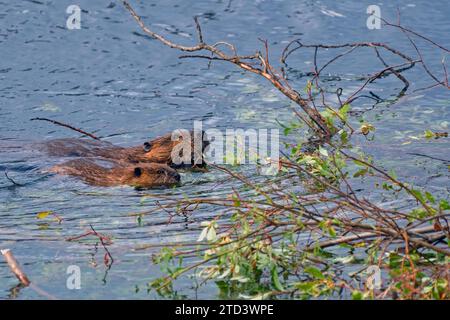 Due castori nordamericani (Castor canadensis), vecchi e giovani che nuotano nello stagno dei castori, piante alimentari visibili, territorio dello Yukon, Canada Foto Stock