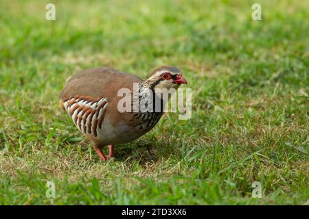 Uccello adulto con zampe rosse o partridge francese (Alectoris rufa) su un prato da giardino, Norfolk, Inghilterra, Regno Unito Foto Stock
