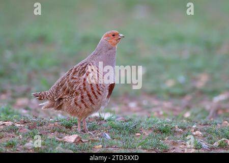 Uccello adulto grigio o inglese (Perdix perdix) in un campo agricolo, Suffolk, Inghilterra, Regno Unito Foto Stock