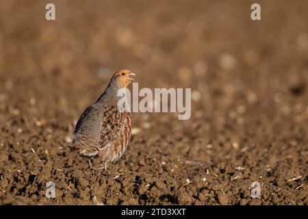 Uccello adulto grigio o inglese (Perdix perdix) su un campo agricolo arato, Suffolk, Inghilterra, Regno Unito Foto Stock