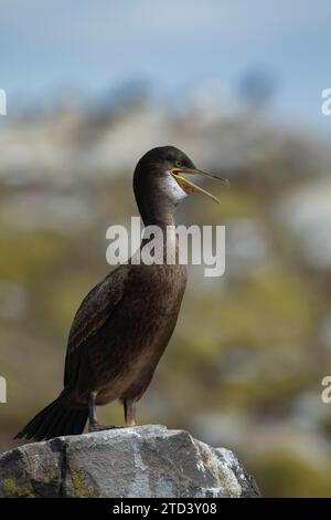 Shag europeo (Phalacrocorax aristotelis) giovane uccello su una roccia, Northumberland, Inghilterra, Regno Unito Foto Stock