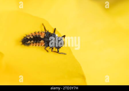 Larva di sette esemplari (Coccinella septempunctata) su un petalo di fiore giallo, Suffolk, Inghilterra, Regno Unito Foto Stock