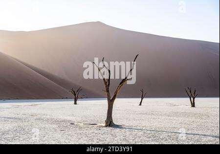 Alberi di camelthorn morti (Acacia erioloba) a Deadvlei, dietro un'enorme duna di sabbia rossa Daddy Dune, atmosferica alla luce del mattino, Sossusvlei, Namib Foto Stock