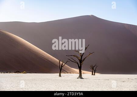 Alberi di camelthorn morti (Acacia erioloba) a Deadvlei, dietro un'enorme duna di sabbia rossa Daddy Dune, atmosferica alla luce del mattino, Sossusvlei, Namib Foto Stock