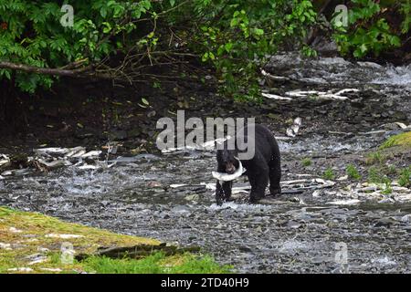 Orso nero americano (Ursus americanus) con un salmone catturato in bocca, Prince William Sound, Alaska Foto Stock