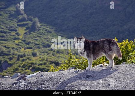 Husky guarda la telecamera Foto Stock