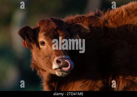 Primo piano di un vitello di mucca che lecca il muso durante un caldo tramonto nei prati del monte Jaizkibel, a Irun, Gipuzkoa, Paesi Baschi, Spagna. Foto Stock