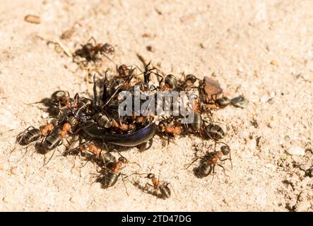 Molte formiche di legno rosso (Formica rufa) lavorano insieme per trasportare il cibo su terreni sabbiosi, lo scarabeo Dor morto (Geotrupidae) come preda, Schwindebecker Heide Foto Stock