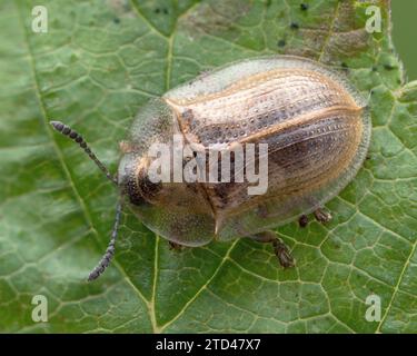 Scarabeo tartaruga pallido (Cassida flaveola) su foglia vegetale. Tipperary, Irlanda Foto Stock