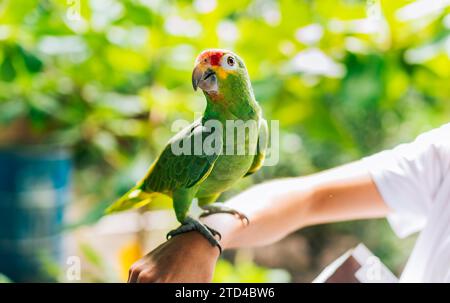 Ritratto del pappagallo amazzonico autunnale a mano di persona. Simpatico pappagallo rosso Crested dell'America centrale in posa sulla mano di persona Foto Stock