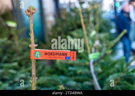 Le Havre, Francia - 6 dicembre 2023: Vendita dell'albero di Natale davanti a un vivaio a le Havre, Francia con abeti freschi, abeti Nordmann *** Weihnachtsbaum Verkauf vor einer Gärtnerei a le Havre, Frankreich mit frischen Tannenbäumen, Nordmann Tannen Foto Stock