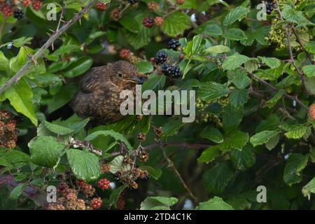 Uccello nero comune (Turdus merula) uccello adulto che si nutre di un mora in una siepe, Suffolk, Inghilterra, Regno Unito Foto Stock