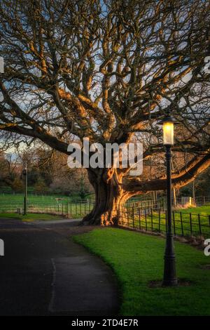 Maestoso albero di quercia illuminato dalla luce del sole e da lampioni d'epoca nel Farmleigh Phoenix Park in splendida serata, Dublino, Irlanda Foto Stock