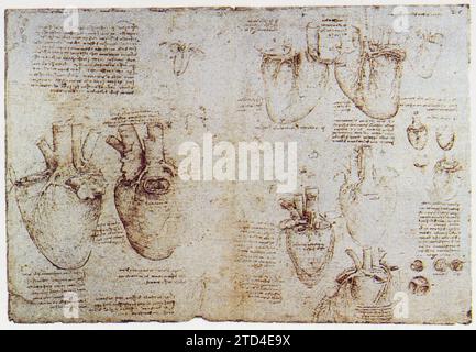 Leonardo da Vinci. Cuore e polmoni (di bovini). 1513 Foto Stock