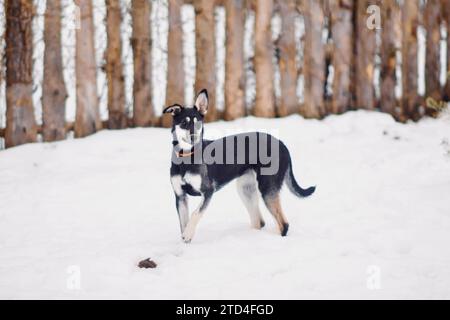 Un piccolo e carino cane mongrel spaventato che cammina nella neve in un rifugio per cani Foto Stock