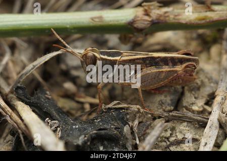 Primo piano dettagliato su Barbarian Grasshopper Calliptamus barbarus , di Gard, Francia Foto Stock