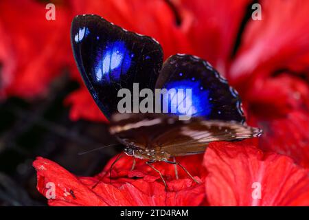 Una farfalla Blue Moon (Common Eggfly), presa a Penang, Malesia Foto Stock