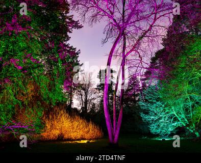 Alberi vibranti illuminati da luci colorate in un ambiente forestale notturno che crea un paesaggio magico e surreale Westobirt Arboretum Gloucester UK Foto Stock