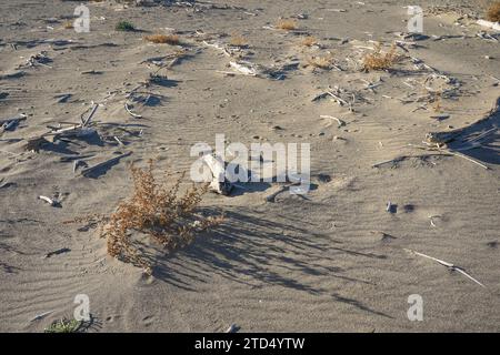 Driftwood lavato sulla riva di Malaga, Spagna. Foto Stock