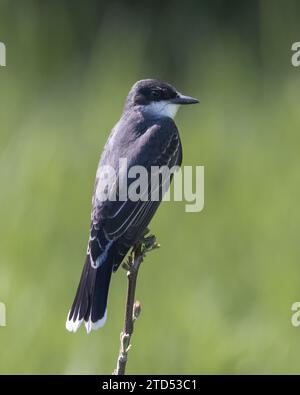 Primo piano dell'Eastern Kingbird appollaiato sulla punta di un ramo di arbusti Foto Stock