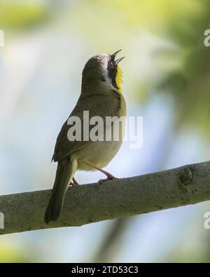 Primo piano di un maschio che canta Common Yellowthroat Warbler arroccato su un ramo di albero Foto Stock