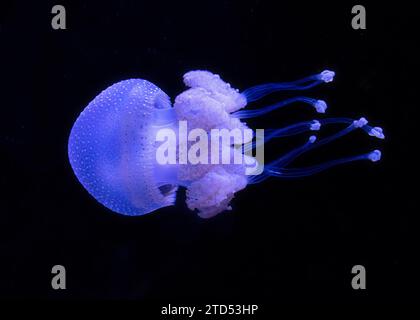 Primo piano sul nuoto di Jellyfish maculata australiana su sfondo nero Foto Stock