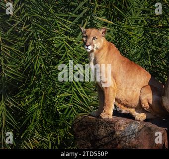 Cougar (Puma concolor) conosciuto anche come Mountain Lion Foto Stock