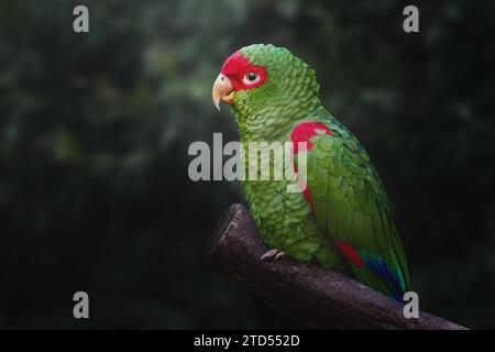 Pappagallo amazzonico dagli occhiali rossi (Amazona pretrei) Foto Stock