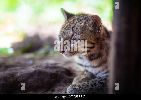 Oncilla (Leopardus tigrinus) - gatto selvatico maculato dell'America centrale e meridionale Foto Stock
