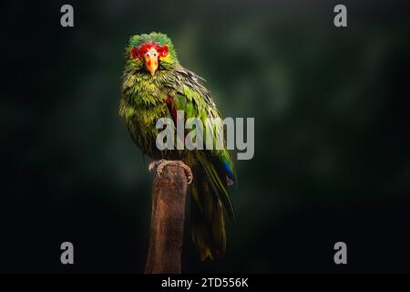 Ala di pappagallo amazzonico bagnato imbevuto di rosso (Amazona pretrei) Foto Stock