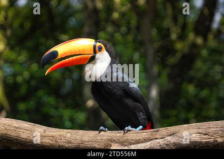 Uccello Toco Toucan (Ramphastos toco) Foto Stock