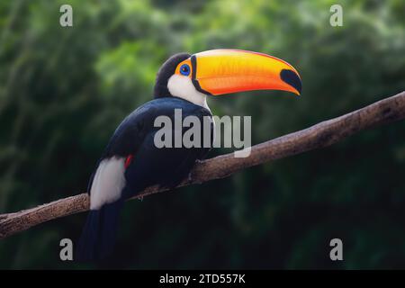 Uccello Toco Toucan (Ramphastos toco) Foto Stock