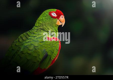 Pappagallo amazzonico dagli occhi rossi con occhi chiusi (Amazona pretrei) Foto Stock