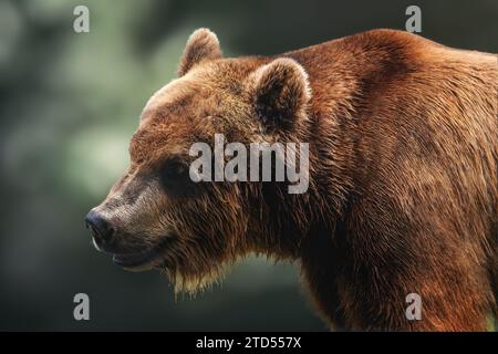 Ritratto laterale dell'Orso marrone (Ursus arctos) Foto Stock