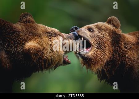 Coppia di orsi bruni che combattono o giocano (Ursus arctos) Foto Stock