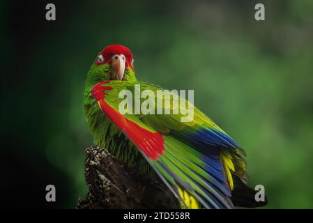 Ala di pappagallo amazzonico con occhiali rossi (Amazona pretrei) Foto Stock