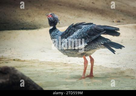 Uccello Screamer meridionale (Chauna torquata) Foto Stock