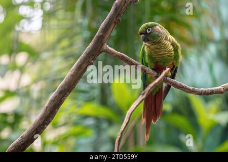 Parakeet con abbellimenti di marrone (Pyrrhura frontalis) Foto Stock