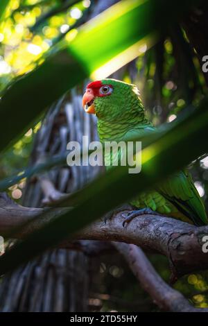 Pappagallo amazzonico dagli occhiali rossi (Amazona pretrei) Foto Stock