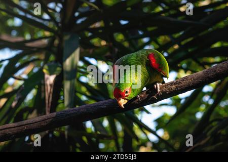Pappagallo amazzonico dagli occhiali rossi (Amazona pretrei) Foto Stock