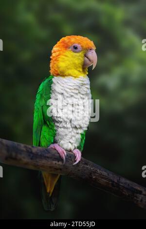 Uccello pappagallo con abbellimenti bianchi (Pionites leucogaster) Foto Stock