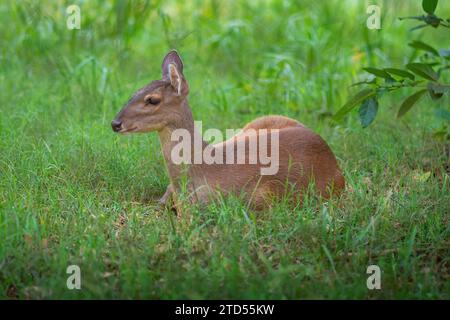 Razzo grigio femminile (Mazama gouazoubira) - cervi sudamericani Foto Stock