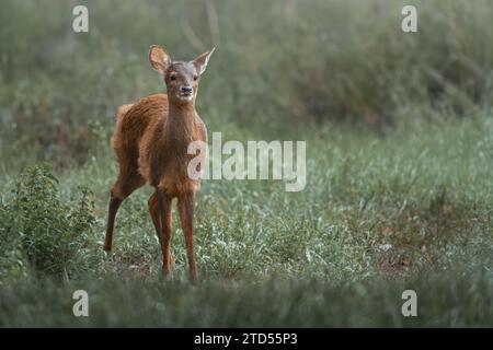 Young Gray Brocket (Mazama gouazoubira) - cervi sudamericani Foto Stock