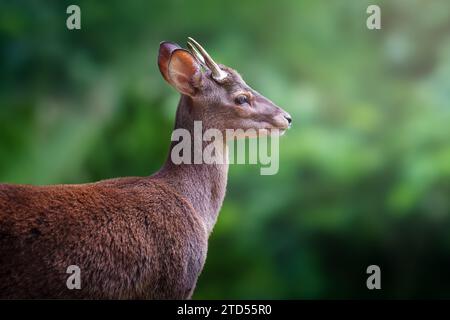 Razzo Grigio maschio (Mazama gouazoubira) con palchi - cervi sudamericani Foto Stock