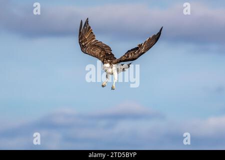 Osprey in Sardegna vicino a Cabras Foto Stock