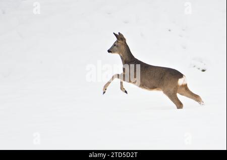 Capreolus capreolus il capriolo europeo corre su un campo coperto di neve. La natura della repubblica Ceca in inverno. Foto Stock