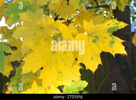 Colore dorato foglie d'acero autunnale su cielo blu. Foto Stock