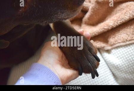 Primo piano con le zampe del cane Labrador. Foto Stock