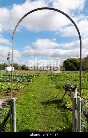 Vista di un terreno agricolo dove le verdure coltivate con metodi biologici crescono con uno spaventapasseri sullo sfondo Foto Stock